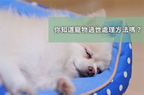 動物死了如何處理|寵物過世怎麼辦？盤點4種「處理方法＋費用參考」讓毛孩安穩回。